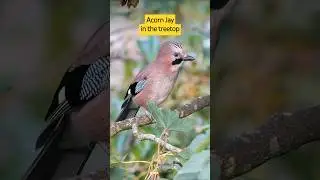 The Eurasian Jay - a radiant but timid European bird #shorts