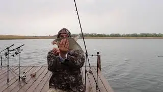 лещ клюет на бойлы, лето, рыбалка