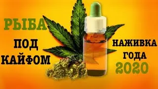 ЗАПРЕТНАЯ НАЖИВКА «КОНОПЛЯ