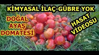Doğal Ayaş Domatesi Yetiştiriciliği Hasat Görüntüleri