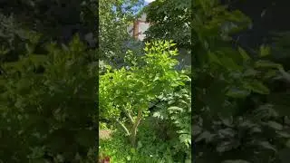 Вот что стало с обрезанной сиренью