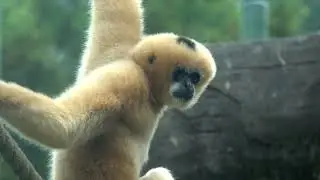 Zoo Welcomes White-Cheeked Gibbon