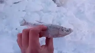 рыбалка на амуре 4.02.24
