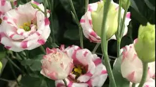 Lisianthus| Grower Montana -  (Grower of the week 32)
