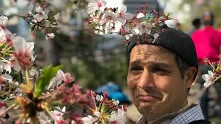 The End of Tokyo’s Cherry Blossom Season