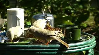 Jungle Babblers.having breakfast!!