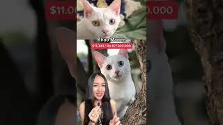KETEMU KUCING RATUSAN JUTA DI WARTEG?!