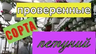 Обзор семян кустовых петуний, которые мы сеем в сезоне 2020