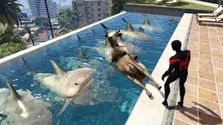 سبايدرمان مايلز موراليس يربي اسماك القرش في المسبح Spider-Man miles morales raises Sharks in Pool