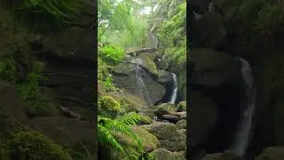 THIS MUSIC IS A BALM FOR THE SOUL | Enchanting Celtic Music 🌳 Fantasy Forest