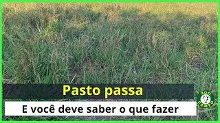 Capim passado: Acontece, mas o que deve ser feito?