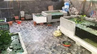 Guppies, swordtails, water fleas tank August 16, 2024