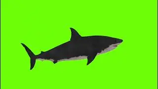 Shark fish green screen background video | fish green screen video | green screen video download
