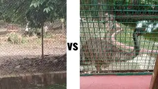 Banaras zoo  Vlog