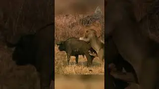 A buffalo versus two lions. An unexpected outcome.