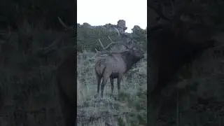 GIANT public land bull elk! #elk #hunting #nature #bowhunter #wildlife #bowhunt #archery #outdoors