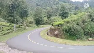 Pemandangan kebun teh di ciwidey