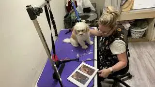 King Charles Bichon Teddy Bear Haircut