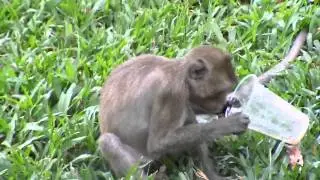 Monkey Cup