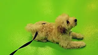 puppy class day 2: learning 'down' command