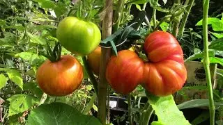 Faire pousser des tomates (différentes variétés) / Growing Tomatoes (Different Varieties)