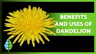 BENEFITS of DANDELION 🌼✅ (Properties, What it is for and Contraindications)