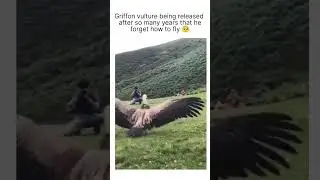 eagle forget how to fly 😳 #birds #shocking