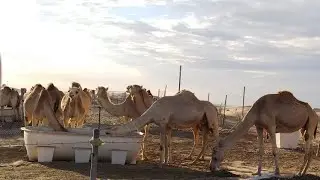 Al Khatim Desert Safari Abu Dhabi