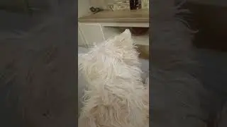 НАШЕ КИНО. Вестхайленд Ника. и любимое наше Кино 