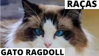 CONHEÇA MELHOR A RAÇA DOS GATOS RAGDOLL 😺😽🤗🥰😍😺😽🤗