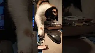 USB Trapp for Masha Cat 😺
