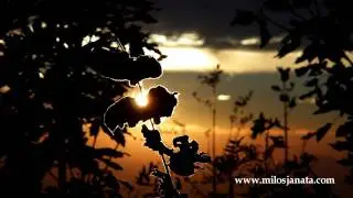 Slow motion demo and free music - Sony HX5v