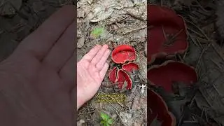 Первые съедобные весенние грибы 