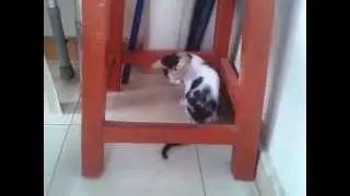 Cat catching its own tail