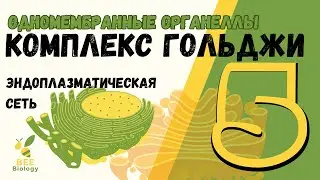 ОРГАНЕЛЛЫ клетки  •  ЭПС  •  Комплекс Гольджи