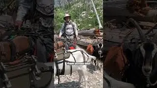 Unlock the Secret to Safely Crossing Rivers with Goats! 🐐🌊