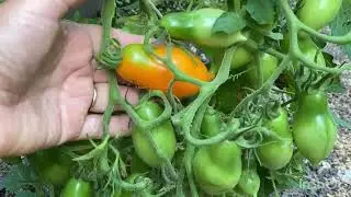 Review of tomato varieties 2023