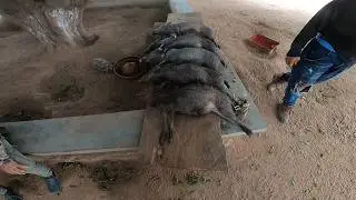 ADRENALINE-FILLED VIDEO OF THE JUNGLE MAN HUNTING AND FISHING