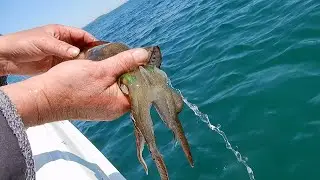 Calamari Fishing How to