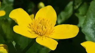 Sumpf-Dotterblume wird immer seltener