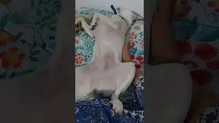 The White lady in bed|| Little Missy