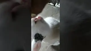 🐰 🐰 rabbits fun