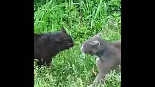 Коты драчуны