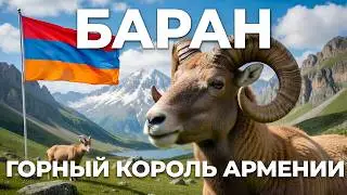 The Ram: A Symbol of Armenia with Massive Horns | Facts About the Mouflon