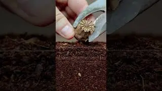 Growing Poppy Plant from Seeds - Soil cross section 