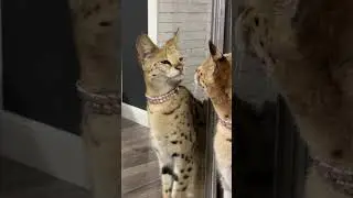 Лилуня любуется на себя в новом ошейнике 