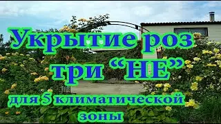 Укрытие роз на зиму.Три 