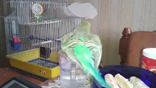 Наш забавный попугай, прикольный попугай