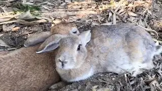 The cutest bunny duo in the universe