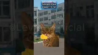 Верь в себя!!!#хочуврек#котики#футажи#shorts Автор звука:@kikkadim